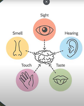 Session 6A: Sensory Integration (4) 